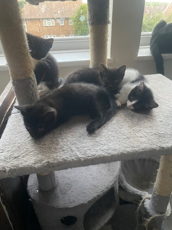 2black male kittens and 2 black and white female kitten