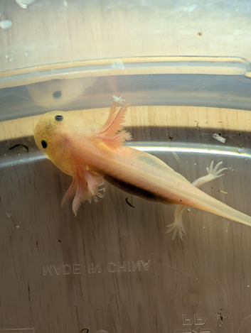 Baby axolotls a available for next day delivery.