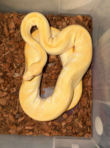 Varies adult royal (ball pythons) for sale