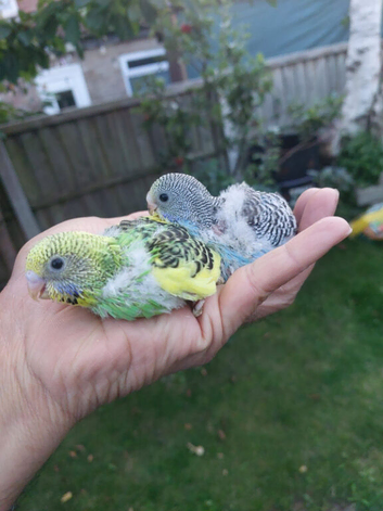 Hand reared super tame budgies