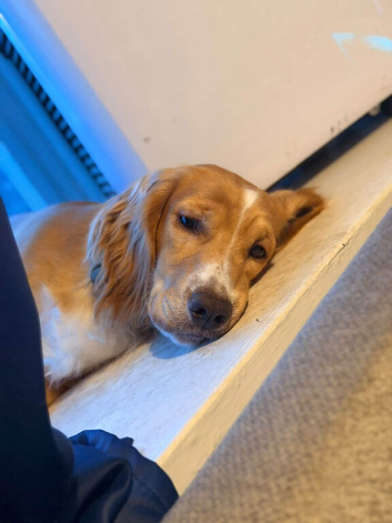 Working Cocker Spaniel for stud Limited Time