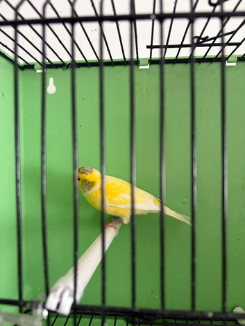 Canaries