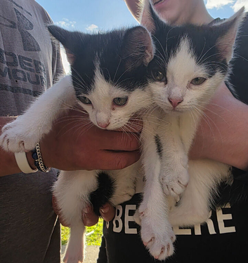 Kitten for sale
