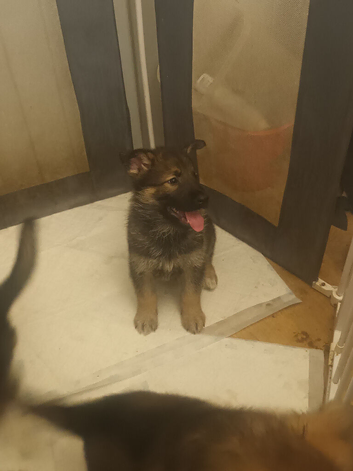 German shepherd x female pups