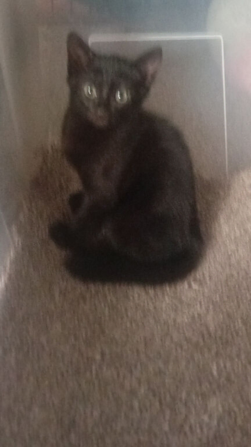 2 beautiful male kittens for sale