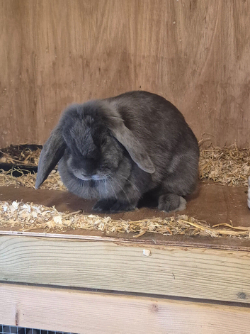 Beautiful grey rabbit