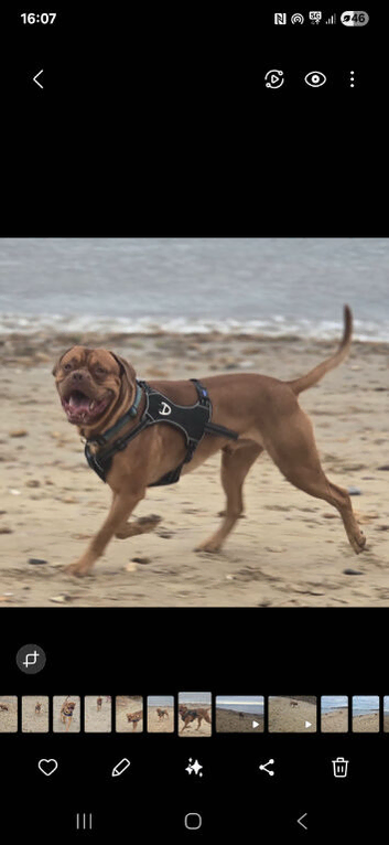 &times;2 Dogue de Bordeaux for stud