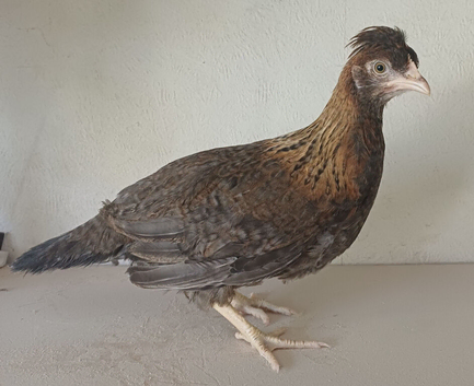 Female cream legbar chicks