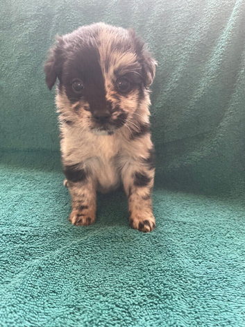 Beautiful Pomeranian cross poodle puppies for sale to a loving home