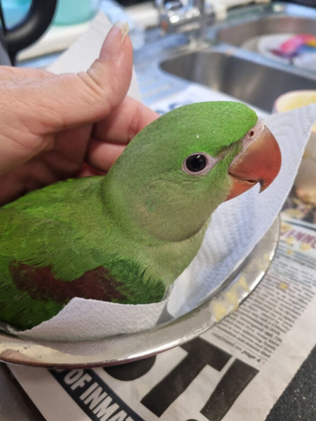 Hand Reared Baby Alexandrine