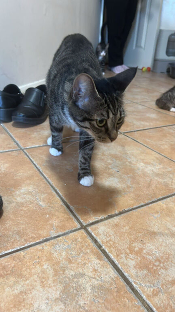 4 kittens for sale