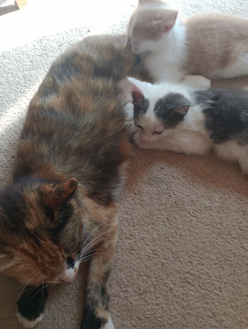 Kitten x 2 boys