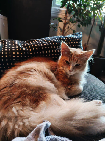 Make mainecoon