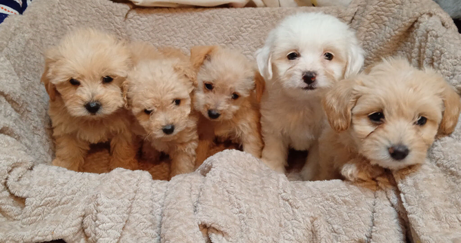 Cavapoo puppy's