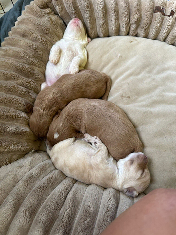 Beautiful F2 Cockapoo Babies