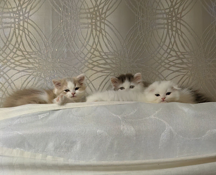 Lovely Scottish fold and straigh kittens