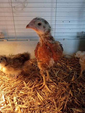 Oh shamo cross fertile eggs