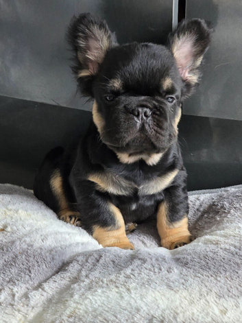 Fluffy french bulldog puppies visuals