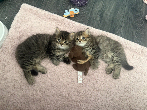 Maine coon /chin chilla mix