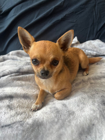 Toy chihuahua