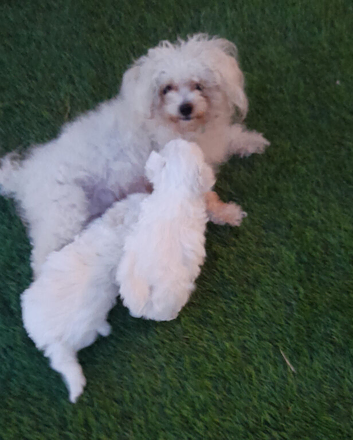 Puppy for sale