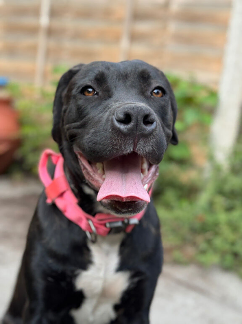 Bullmastiff x Staffy Young Female Dog