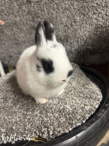 Netherland dwarf babies