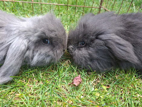 minilop x lionhead baby rabbits