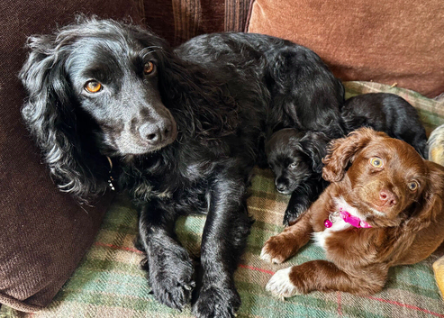 1 girl left! Cocker spaniel x chihuahua puppy