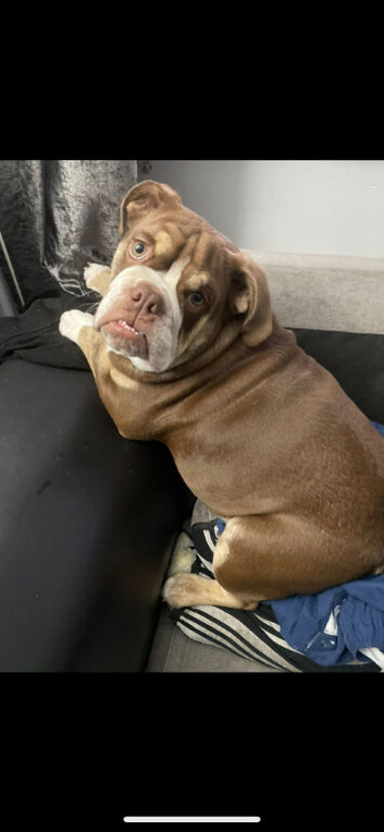 Lilac blue bulldog