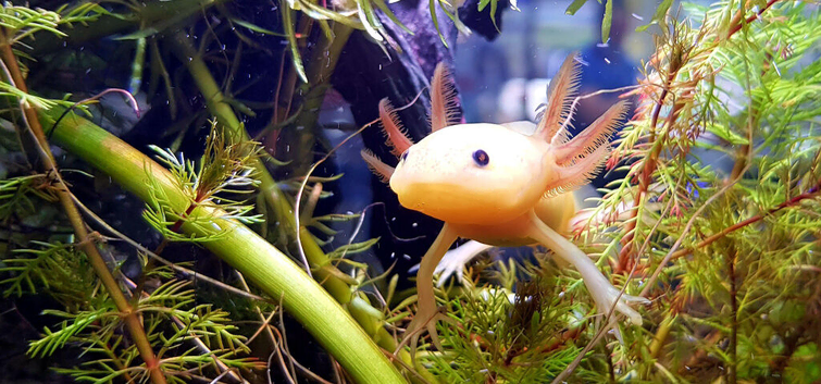 Axolotls, various colours, quantity discount available