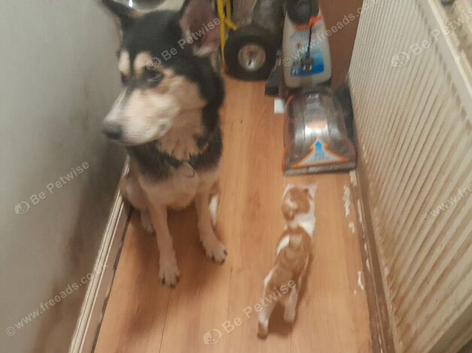 Urgent home needed 4 year old husky cross jermen shepherd