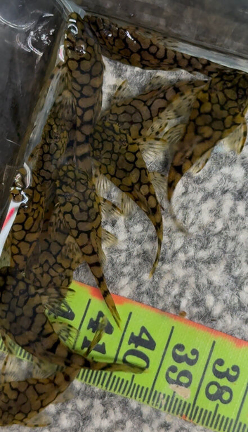 L519 honeycomb/rio Itenez plecos - 4cm approx