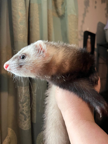 Half micro ferret hob