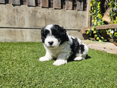Stunning Lhasapoo Puppies READY NOW!!