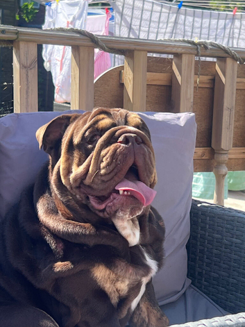 17 month old English bulldog