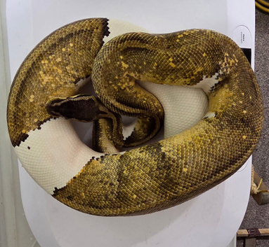 Royal/Ball Pythons for sale