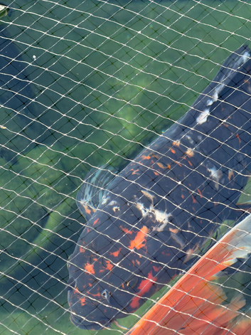 Koi for sale