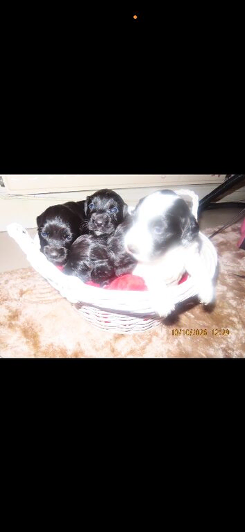 Cocker spaniels
