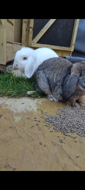 Young lop eared rabbits