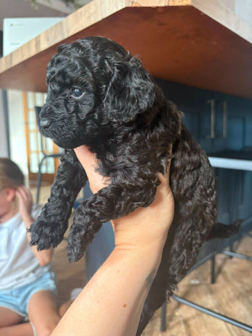 Cavapoo puppies 1 left