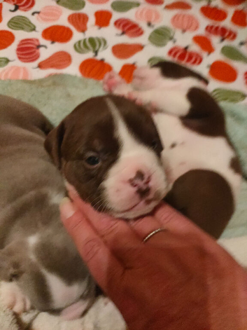 English bulldog puppies