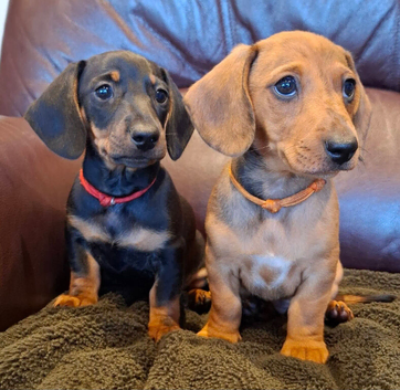 Minature Dachshund