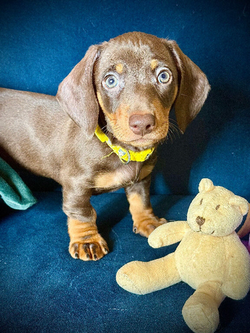 KC miniature dachshund boy