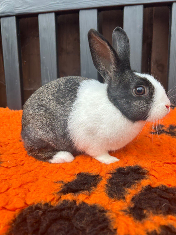 Beautiful Baby Female Dutch Rabbit 10 Weeks Old