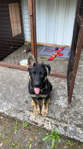 German shephard puppy for sale