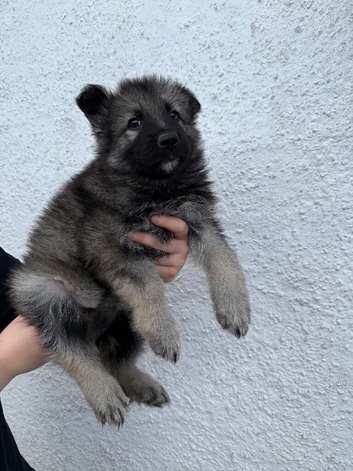 Stunning kc reg grey sable dark sable and Black and Tan