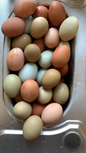 Hens for sale &pound;15