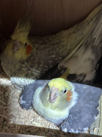 Bonded Breeding Pair of Cockatiels &ndash; Recently Laid Eggs