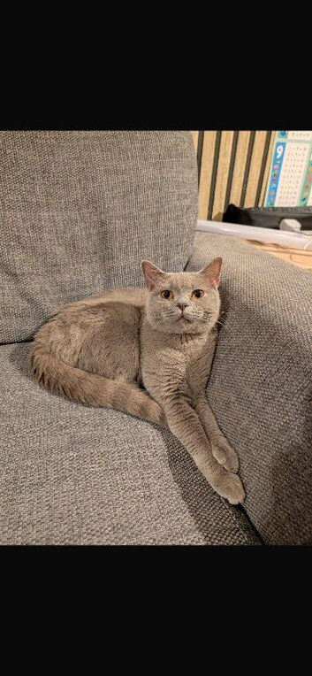 Pedigree british shorthairs